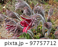 Pulsatilla patens flowers in spring. Common names include Eastern pasqueflower, prairie crocus, and cutleaf anemone 97757712