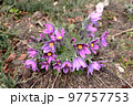 Pulsatilla patens flowers in spring. Common names include Eastern pasqueflower, prairie crocus, and cutleaf anemone 97757753