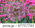 Allium Globemaster is a sterile hybrid that does not produce seed. It is a bulbous perennial that is ornamentally grown for its spring bloom of spherical, deep lavender flower heads. 97757783