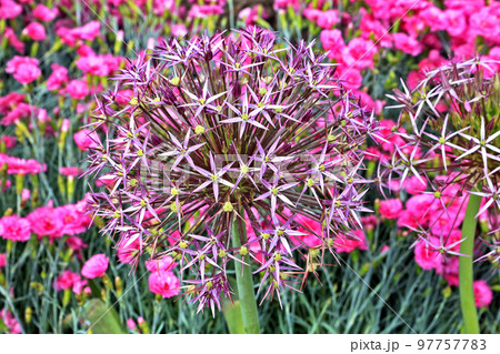 Allium Globemaster is a sterile hybrid that does not produce seed. It is a bulbous perennial that is ornamentally grown for its spring bloom of spherical, deep lavender flower heads. Allium Globemaster is a sterile hybrid that does not produce seed. It is a bulbous perennial that is ornamentally grown for its spring bloom of spherical, deep lavender flower heads. 97757783