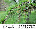 Female  cones of larch emerging in springLarches are deciduous conifers. Larches lose their needles in the autumn. 97757787