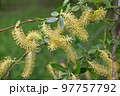 Salix triandra. Willow male flowers. Willows are dioecious plants, with male and female flowers appearing as catkins on separate plants. The catkins are produced early in the spring 97757792