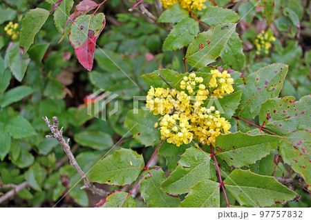 Mahonia aquifolium, Oregon grape or holly-leaved berberry  is an evergreen shrub, native to western North America 97757832