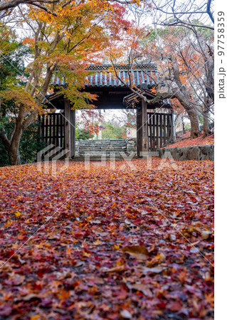 【徳島県】丈六寺の紅葉　 97758359