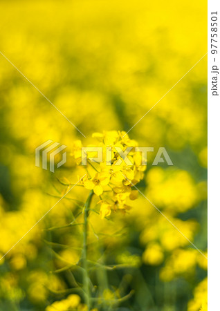 Rapeseed fields during spring 97758501