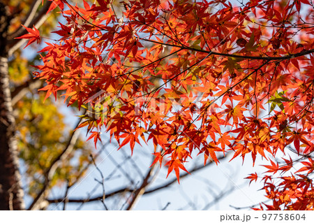 【徳島県】丈六寺の紅葉　 97758604