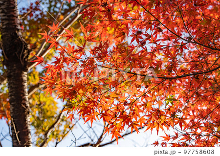 【徳島県】丈六寺の紅葉　 97758608