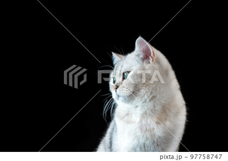 Portrait of a white cat, chinchilla color, with adorable gray eyes on an isolated black background 97758747