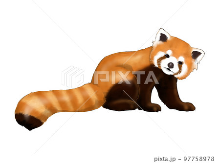 Realistic illustration of red panda - Stock Illustration [97758978