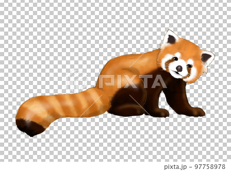 Red Panda RASTER 初代 RPL-104 箱説明書付き 美品 Realistic illustration of red panda - Stock Illustration [97758978