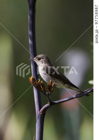 Vertical of a Spotted Flycatcher, Muscicapa striata, on flowered branch 97758987