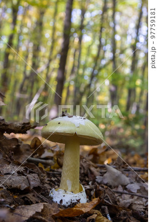 Inedible mushroom Amanita citrina in the forest. Known as false death cap or Citron Amanita 97759181