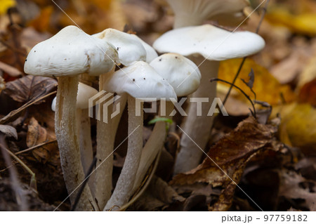 Ivory Woodwax Fungi - Hygrophorus eburneus, growing in Beech leaf litter 97759182