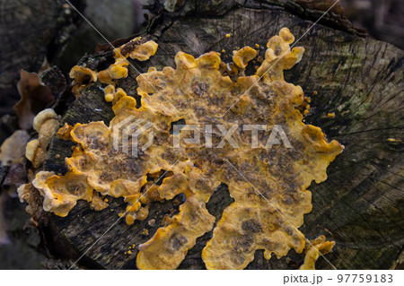 Shallow depth of field image showing some Hairy Curtain Crust Fungi. Botanical name Stereum Hirsutum 97759183