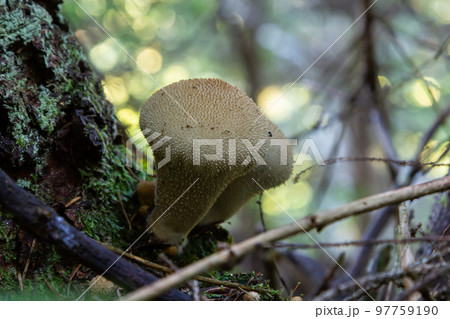 The Lycoperdon umbrinum is an edible puffball mushroom , stacked macro photo The Lycoperdon umbrinum is an edible puffball mushroom , stacked macro photo 97759190