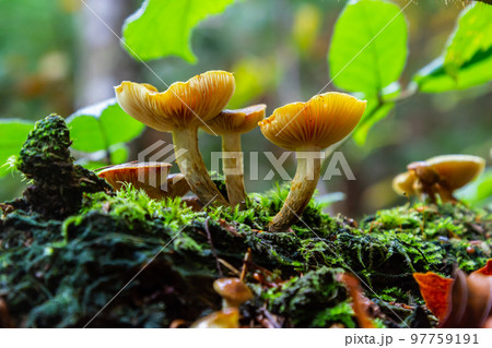 Gymnopilus penetrans, known as Common Rustgill, wild growing mushroom 97759191