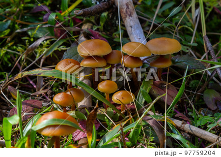 Mycena inclinata mushroom on old stump. Group of brown small mushrooms on a tree. Inedible mushroom mycena. Selective focus 97759204