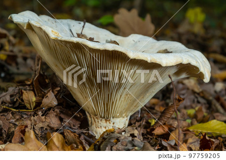 Lactifluus vellereus formerly Lactarius vellereus fungus in the forest Lactifluus vellereus formerly Lactarius vellereus fungus in the forest 97759205