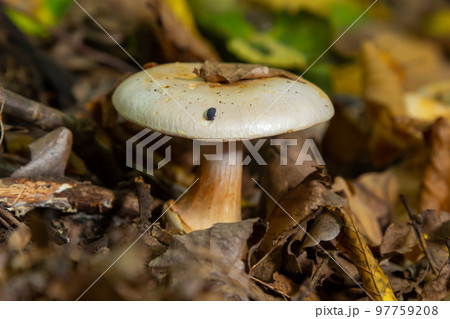 deadly cortinarius orellanus mushroom. Against the background of autumn foliage in the forest 97759208