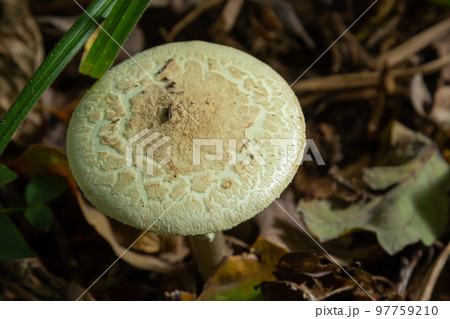 Inedible mushroom Amanita citrina in the forest. Known as false death cap or Citron Amanita 97759210