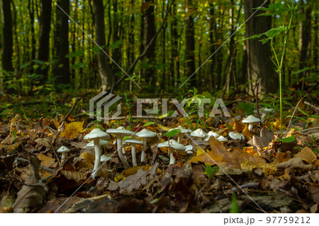 Ivory Woodwax Fungi - Hygrophorus eburneus Growing in Beech leaf litter 97759212