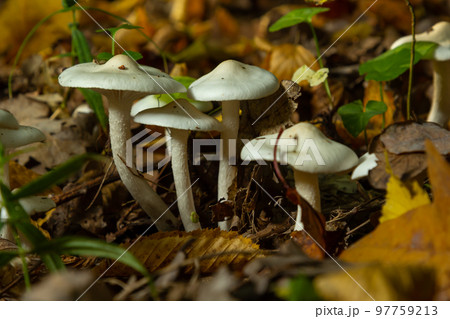 Ivory Woodwax Fungi - Hygrophorus eburneus Growing in Beech leaf litter Ivory Woodwax Fungi - Hygrophorus eburneus Growing in Beech leaf litter 97759213