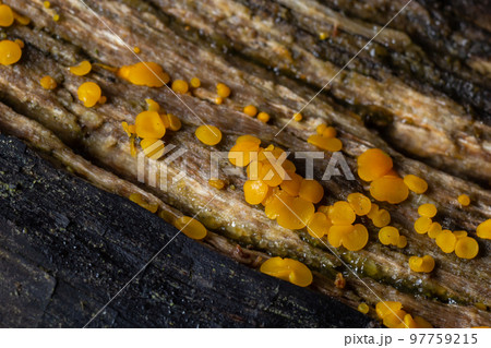Very small fungus yellow fairy cups or lemon discos, Bisporella citrina, on old wet wood Very small fungus yellow fairy cups or lemon discos, Bisporella citrina, on old wet wood 97759215