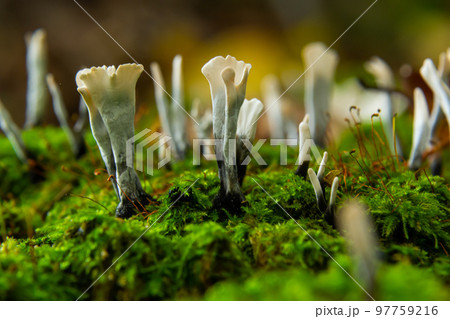 Xylaria hypoxylon is a species of fungus in the genus Xylaria. Xylaria hypoxylon, known as the candlestick fungus, the candlesnuff fungus, carbon antlers or the stag's horn fungus Xylaria hypoxylon is a species of fungus in the genus Xylaria. Xylaria hypoxylon, known as the candlestick fungus, the candlesnuff fungus, carbon antlers or the stag's horn fungus 97759216