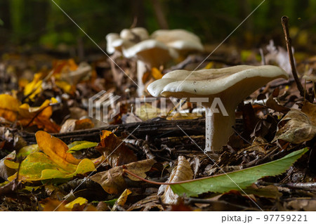 Lactifluus vellereus formerly Lactarius vellereus fungus in the forest Lactifluus vellereus formerly Lactarius vellereus fungus in the forest 97759221