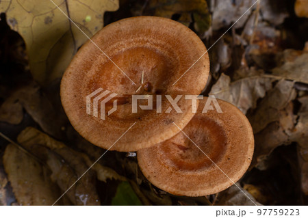 Edible mushroom called niscalo, red pine mushroom Lactarius deliciosus growing in the fall season in the pine forests of Spain. Mushroom harvest season. Mycology Concept Edible mushroom called niscalo, red pine mushroom Lactarius deliciosus growing in the fall season in the pine forests of Spain. Mushroom harvest season. Mycology Concept 97759223