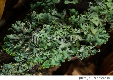 Lichen - Parmotrema reticulatum Growing on fallen log Lichen - Parmotrema reticulatum Growing on fallen log 97759230