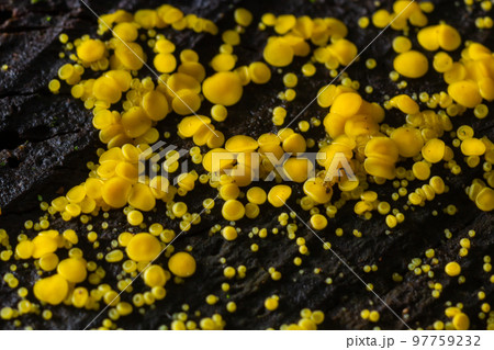 Very small fungus yellow fairy cups or lemon discos, Bisporella citrina, on old wet wood Very small fungus yellow fairy cups or lemon discos, Bisporella citrina, on old wet wood 97759232