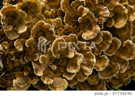 Gloeophyllum sepiarium mushroom on the tree into the forest. Rusty gilled polypore 97759246