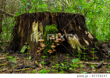 Mushrooms group Kuehneromyces mutabilis on a tree stump 97759247