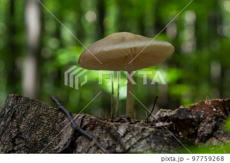 Edible mushroom Hymenopellis radicata or Xerula radicata on a mountain meadow. Known as deep root mushroom or rooting shank. Wild mushroom growing in the grass 97759268