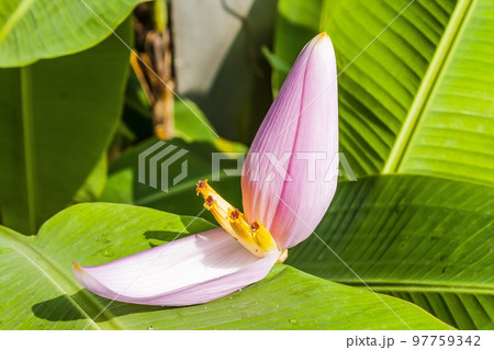 Close up of pink water lilly during summer 97759342