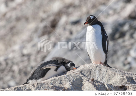 Gentoo Penguin,on an antarctic beach, Neko harbour,Antartica 97759458