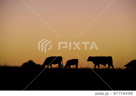 Cows grazing at sunset, Buenos Aires Province, Argentina. 97759498