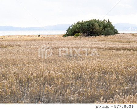 田中川干潟(千里湿地)の風景。(田中川河口右岸･三重県津市) 97759601