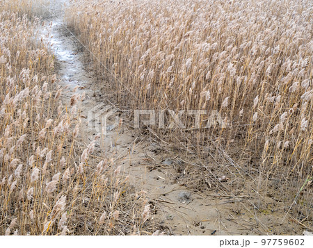 田中川干潟(千里湿地)。(田中川河口右岸･三重県津市) 97759602
