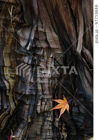 老木と紅葉の落葉 97759688