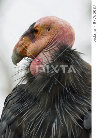 カリフォルニアコンドル 97760087