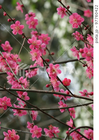 紅梅 97760422