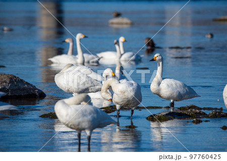 白鳥　白鳥飛来地　冬の季節　深谷市　　　 97760425