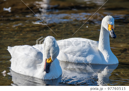 白鳥 2羽 白鳥飛来地 冬の季節 深谷市 白鳥 2羽 白鳥飛来地 冬の季節 深谷市 97760515