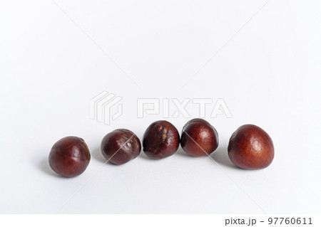 シャリンバイの種子（冬、十二月） 97760611