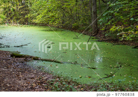 Green little swamp covered with algae 97760838