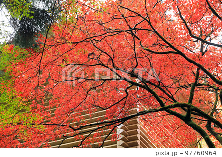 日本の紅葉 97760964