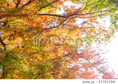【日本】埼玉、高麗神社のカラフルに紅葉した枝葉 【日本】埼玉、高麗神社のカラフルに紅葉した枝葉 97761268