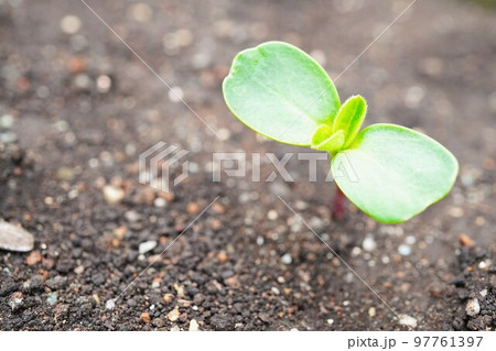 土から発芽したひまわりの双葉の苗のアップ 97761397